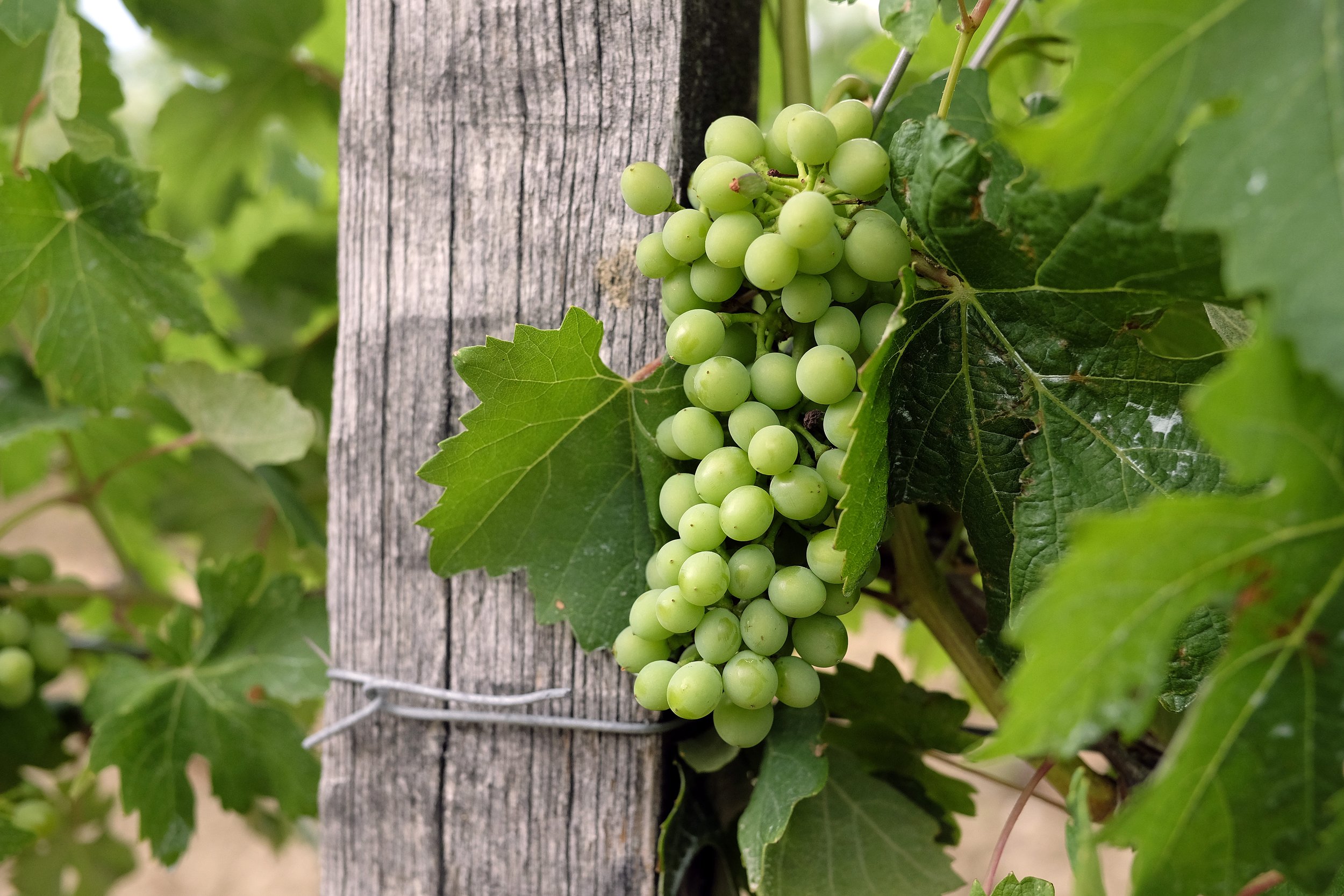 Claudio Mariotto — Lyra Wine